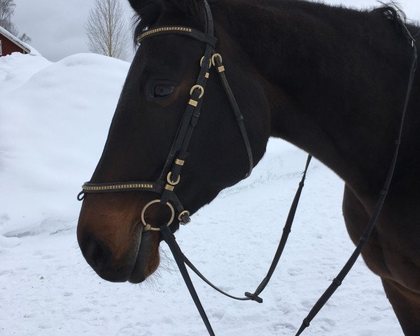 Zuchtstute Uvesta (KWPN (Niederländisches Warmblut), 2001, von Gribaldi)