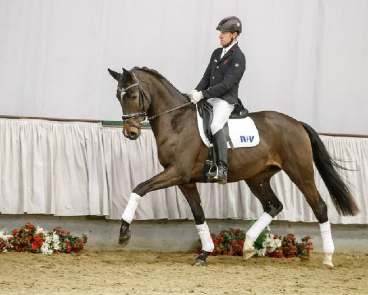 dressage horse Don Berila (Westphalian, 2015, from Don Nobless)