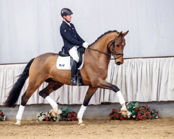 dressage horse Emporio (Westphalian, 2014, from Escolar)