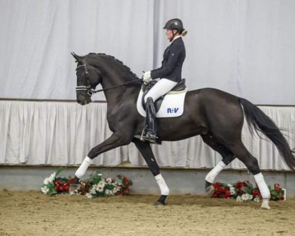 dressage horse Friedemann 10 (Westphalian, 2015, from Fürsten-Look)