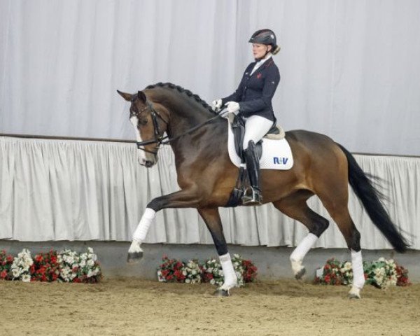 dressage horse Tilda MT (Westphalian, 2014, from Tailormade Temptation)