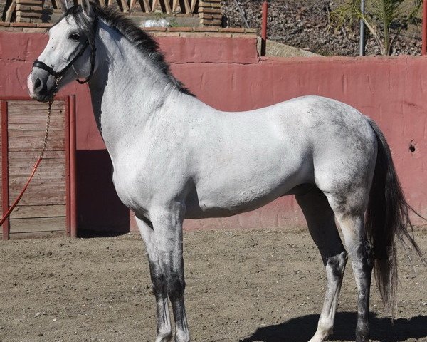 Pferd Enamorado (Andalusier, 2009)
