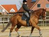 dressage horse Diego (Hanoverian, 2006, from Del Piero)