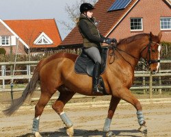 dressage horse Diego (Hanoverian, 2006, from Del Piero)