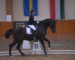 horse Garibaldi (Österreichisches Warmblut, 2007, from Grandeur)