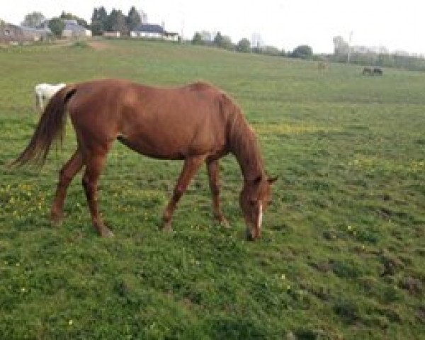 Pferd Nazir (Irish Sport Horse, 2010)