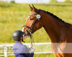 jumper Coeur de Cheval (Hanoverian, 2013, from Commissario)