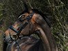 dressage horse Daenerys Sturmtochter (Hanoverian, 2011, from Dancier)