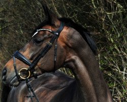 dressage horse Daenerys Sturmtochter (Hanoverian, 2011, from Dancier)