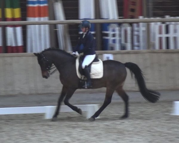 Reitturnier Heidelberg-Kirchheim 2018