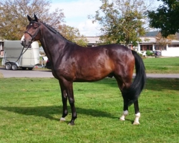 dressage horse Hamilton 50 (Hanoverian, 2013, from Hofrat)