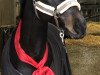 jumper Colisco (Oldenburg show jumper, 2011, from Collado)