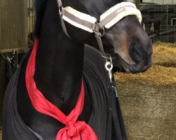 jumper Colisco (Oldenburg show jumper, 2011, from Collado)