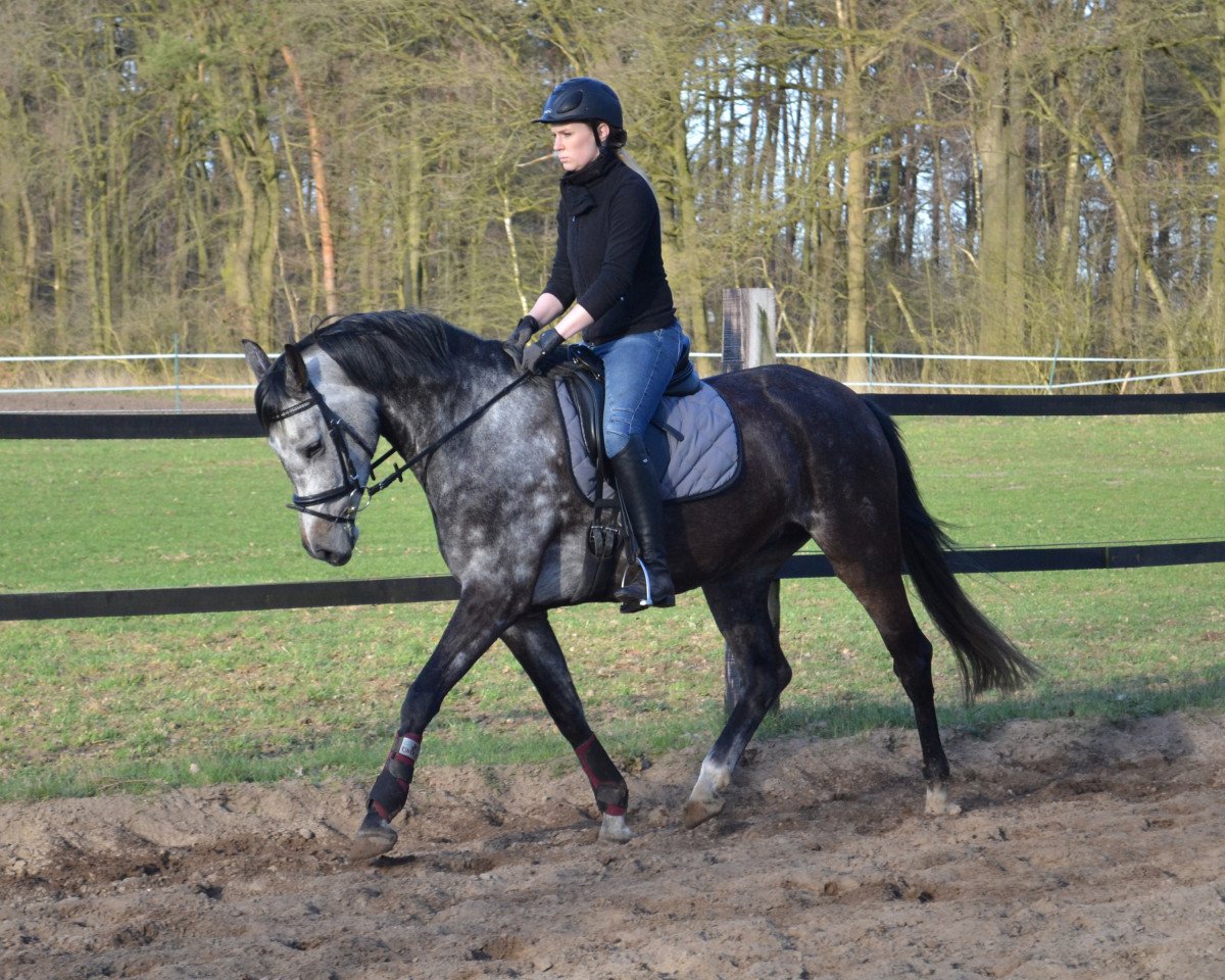 Zuchtstute Rocket Queen W (Westfale, 2012, von Rock Forever NRW)