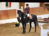 jumper Dynamique SB (German Sport Horse, 2013, from Thorgal de Kezeg)