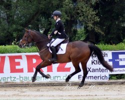 Springpferd Cijfer Een (KWPN (Niederländisches Warmblut), 2007, von Numero Uno)