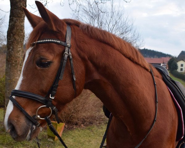 horse Phantom d‘Amour (Bavarian, 2009, from Plaisir d'Amour)