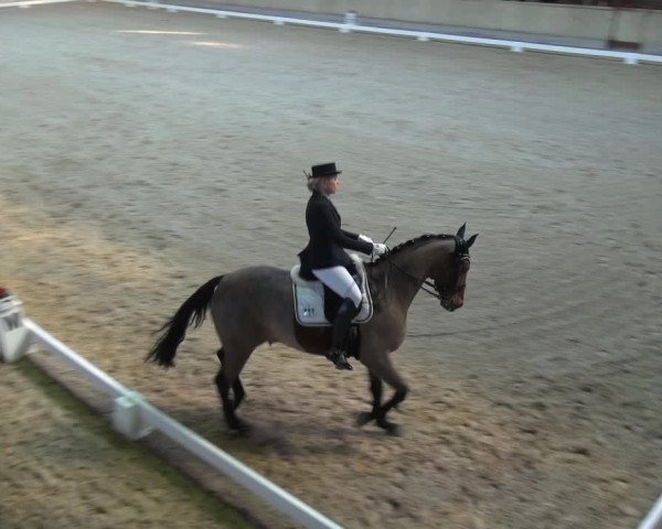 Reitturnier Heidelberg-Kirchheim 2018