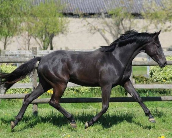 dressage horse Imperia (Trakehner, 2015, from Hancock)