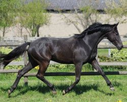 jumper Imperia II (Trakehner, 2015, from Hancock)