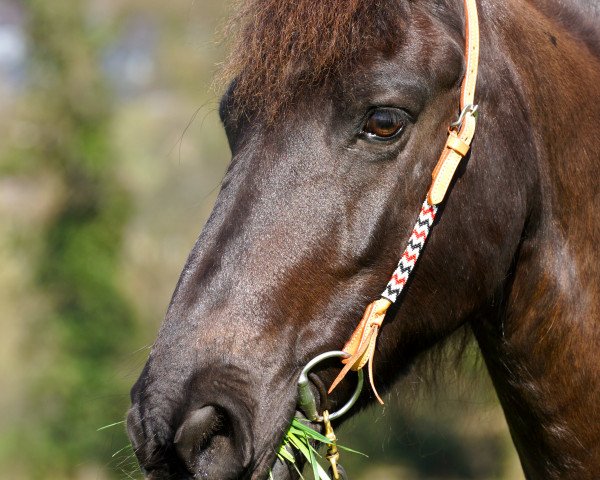 dressage horse Douwe 10 (unknown, 2001)