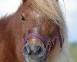 horse Gabriella von der Märchenstaße (Shetland Pony, 2004, from Heros van Heeselt)