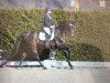 dressage horse Donday (Hanoverian, 2010, from Diamond Hit)