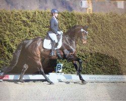 dressage horse Donday (Hanoverian, 2010, from Diamond Hit)