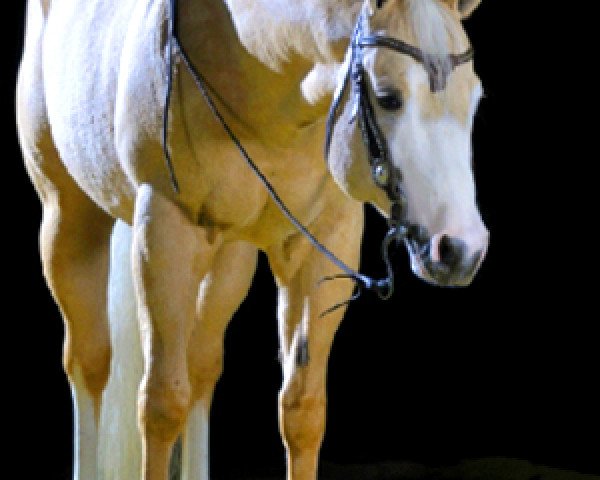 stallion Gunslider (Quarter Horse, 2001, from Colonels Smoking Gun)