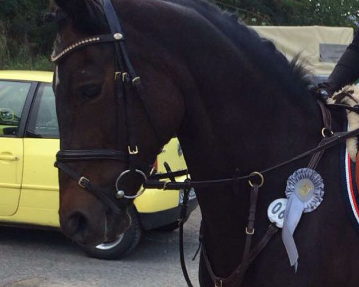 broodmare Kira (New Forest Pony, 1996, from Marlino)