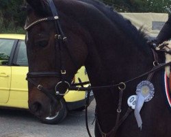 broodmare Kira (New Forest Pony, 1996, from Marlino)