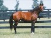 stallion Summer Squall xx (Thoroughbred, 1987, from Storm Bird xx)