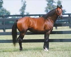 stallion Summer Squall xx (Thoroughbred, 1987, from Storm Bird xx)