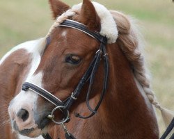 Zuchtstute Geraldin vom Vossbarg (Shetland Pony, 2000, von Peter)