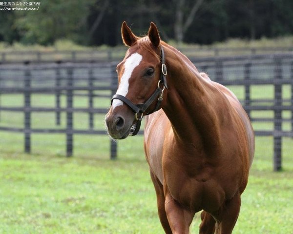 stallion Summer Bird xx (Thoroughbred, 2006, from Birdstone xx)