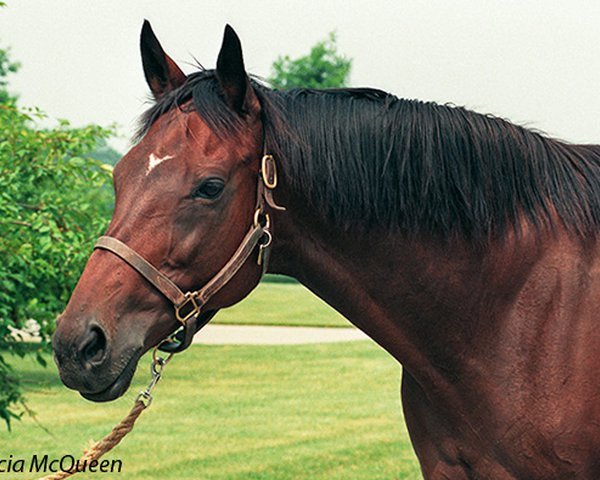 broodmare Weekend Surprise xx (Thoroughbred, 1980, from Secretariat xx)