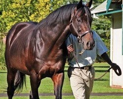 Deckhengst Shareef Dancer xx (Englisches Vollblut, 1980, von Northern Dancer xx)