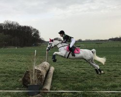 jumper Ismarah (KWPN (Royal Dutch Sporthorse), 2008, from Ismar)