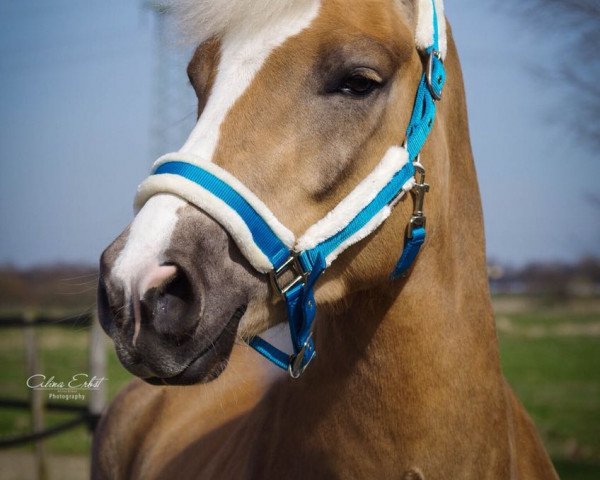 dressage horse Saphir (Haflinger, 2014, from Stano)