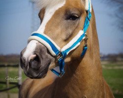 Dressurpferd Saphir (Haflinger, 2014, von Stano)