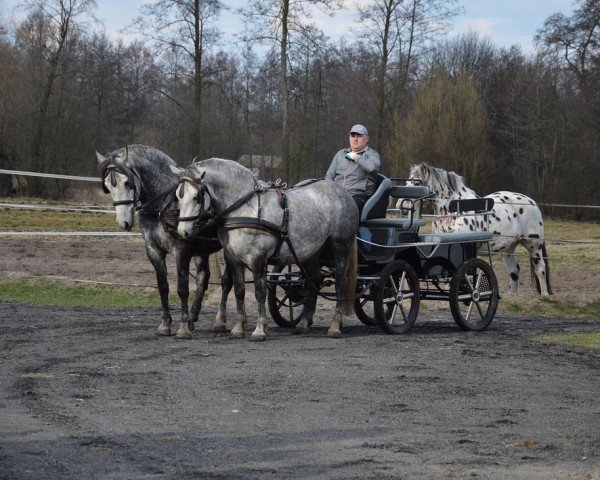 Pferd Merci & Cipske (Ungarisches Warmblut, 2011)