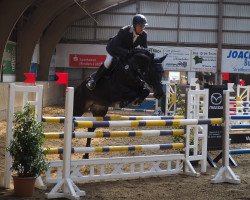 jumper Cafe's Colina (Oldenburg show jumper, 2012, from Cafe au lait 2)