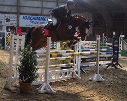 jumper Cafe's Piano (Oldenburg show jumper, 2012, from Cafe au lait 2)