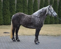 Pferd Agusia (Polnisches Warmblut, 2010)