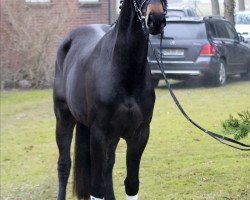 dressage horse Domira (Hanoverian, 2014, from Don Index)