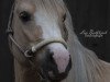 Zuchtstute Penrhos Cadi Lwyd (Welsh-Cob (Sek. C), 2013, von Parvadean Gold Top)