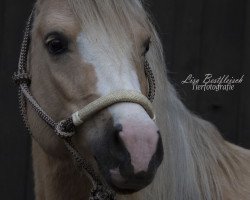 broodmare Penrhos Cadi Lwyd (Welsh-Cob (Sek. C), 2013, from Parvadean Gold Top)