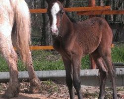 Pferd Sitanis Federweolke (Deutsches Reitpony, 2014, von Kaiserwalzer)