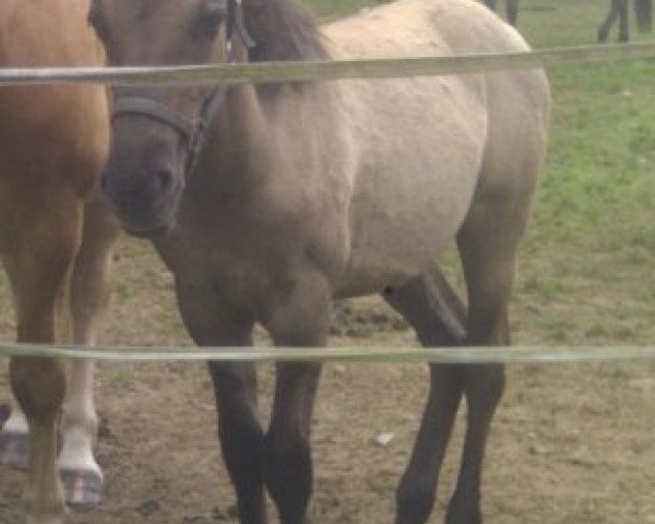 horse Sitanis Kiro Dashan (German Riding Pony, 2013, from Kaiserwalzer)