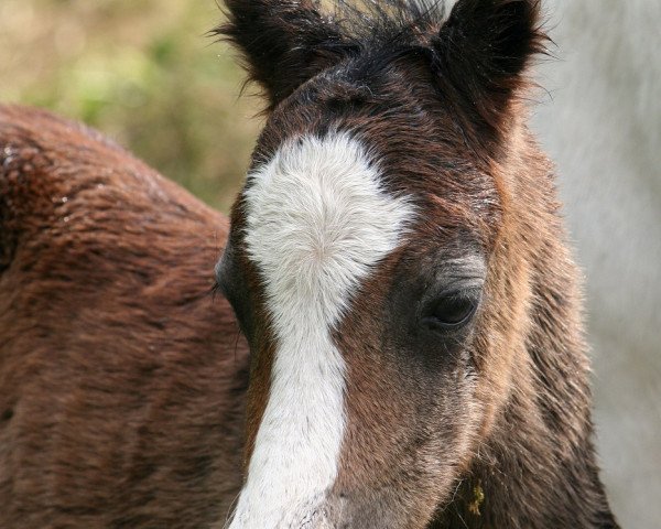 Pferd Benito Sitanis (Welsh Mountain Pony (Sek.A), 2011, von Berkatal Balduin)
